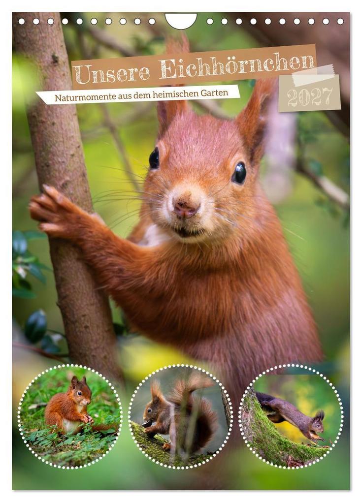 Unsere Eichhörnchen - Naturmomente aus dem heimischen Garten (Wandkalender 2027 DIN A4 hoch) CALVENDO Monatskalender