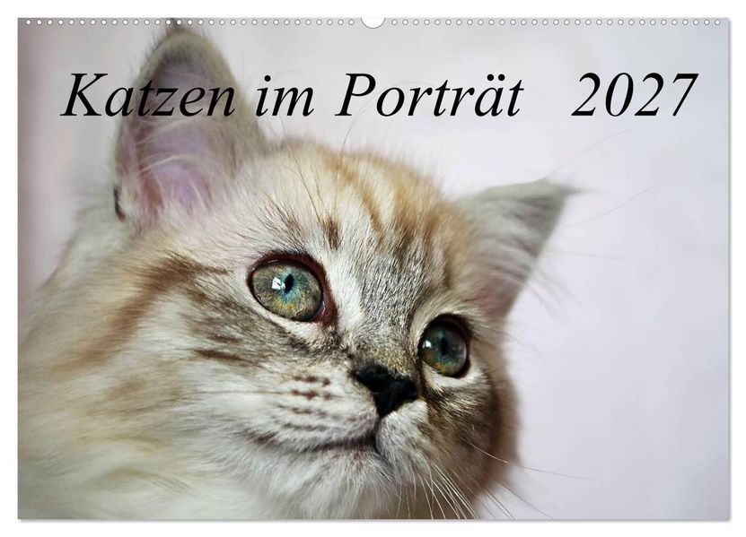 Katzen im Porträt / Geburtstagskalender (Wandkalender 2027 DIN A2 quer) CALVENDO Monatskalender