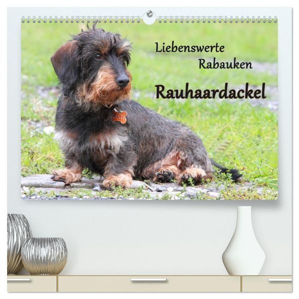 Liebenswerte Rabauken Rauhaardackel / CH-Version (hochwertiger Premium Wandkalender 2027 DIN A2 quer) Kunstdruck in Hochglanz