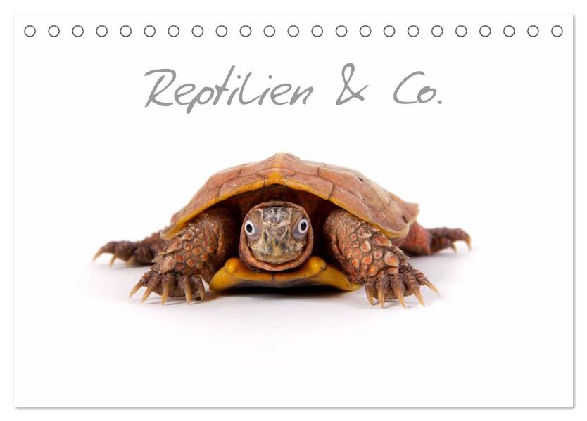 Reptilien & Co. (Tischkalender 2027 DIN A5 quer) CALVENDO Monatskalender