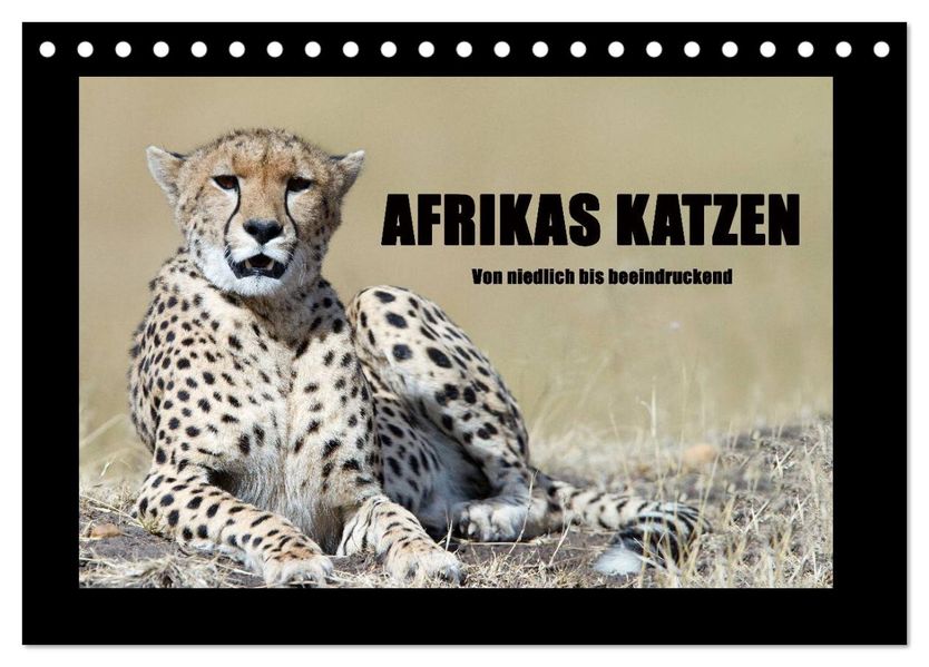 Afrikas Katzen (Tischkalender 2027 DIN A5 quer) CALVENDO Monatskalender