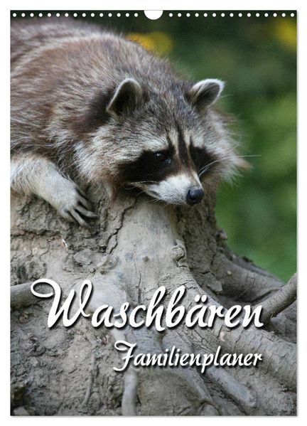 Waschbären Familienplaner (Wandkalender 2027 DIN A3 hoch) CALVENDO Monatskalender