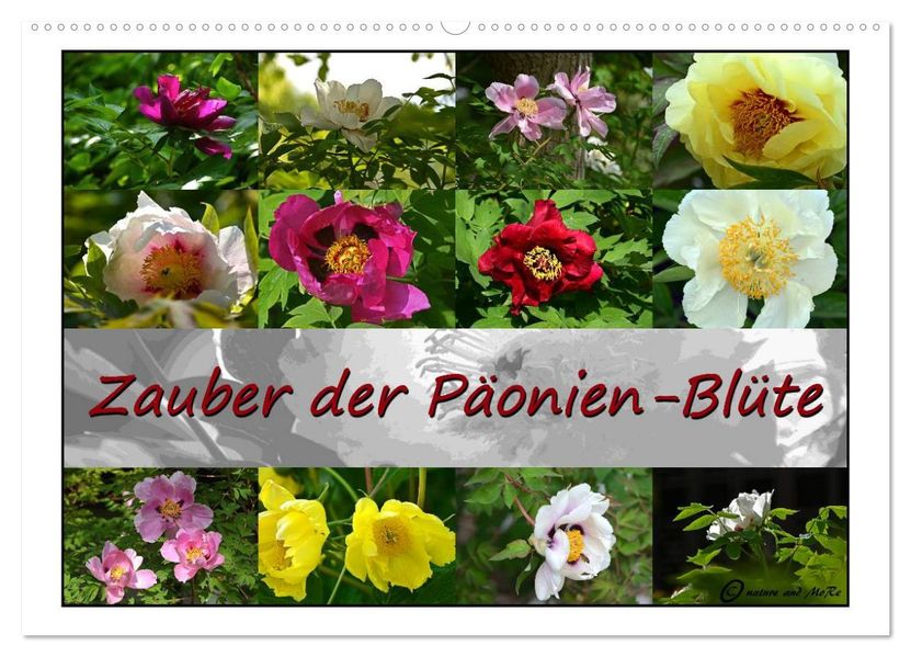 Zauber der Päonien-Blüte (Wandkalender 2027 DIN A2 quer) CALVENDO Monatskalender