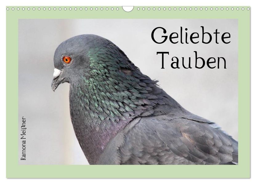 Geliebte Tauben (Wandkalender 2027 DIN A3 quer) CALVENDO Monatskalender