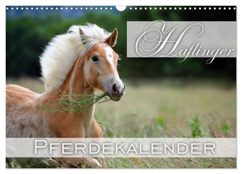 Haflinger / Geburtstagskalender (Wandkalender 2027 DIN A3 quer) CALVENDO Monatskalender