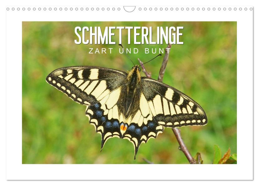 Schmetterlinge: zart und bunt (Wandkalender 2027 DIN A3 quer) CALVENDO Monatskalender