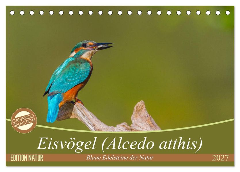 Eisvögel (Alcedo atthis) - Edelsteine der Natur (Tischkalender 2027 DIN A5 quer) CALVENDO Monatskalender