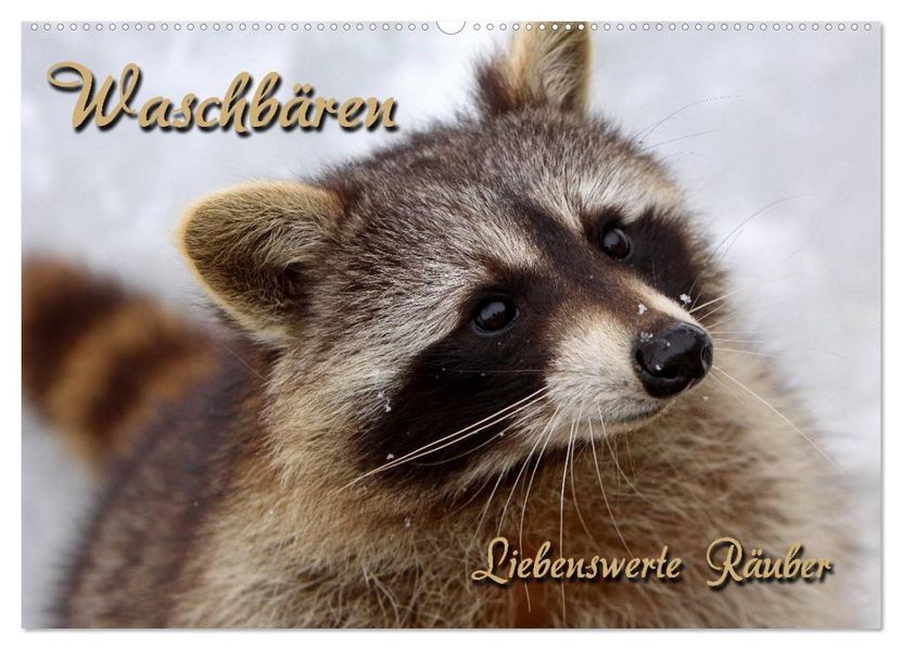 Waschbären (Wandkalender 2027 DIN A2 quer) CALVENDO Monatskalender