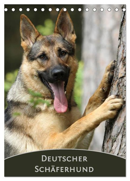 Deutscher Schäferhund (Tischkalender 2027 DIN A5 hoch) CALVENDO Monatskalender