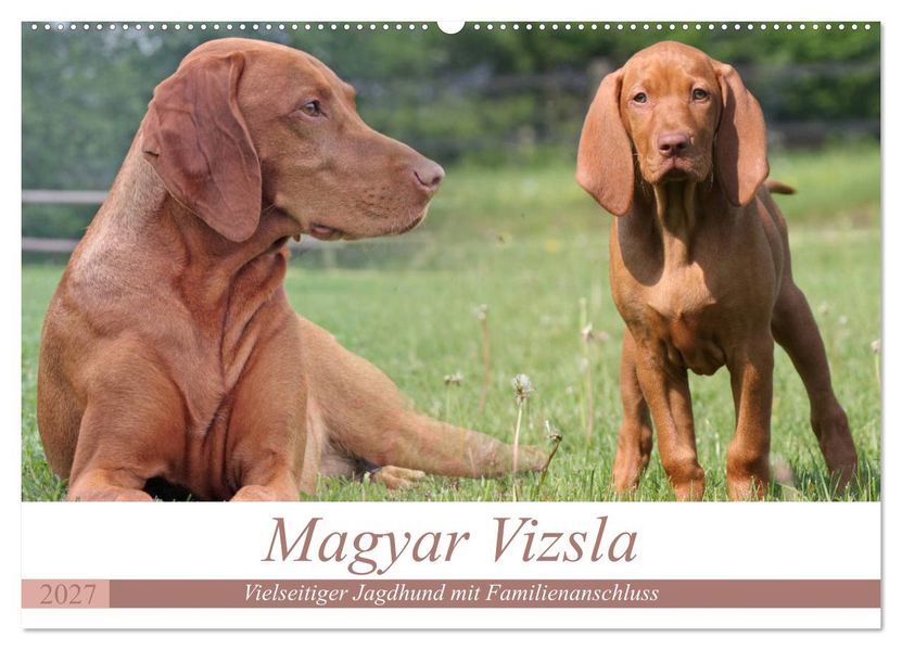 Magyar Vizsla - Vielseitiger Jagdhund mit Familienanschluss (Wandkalender 2027 DIN A2 quer) CALVENDO Monatskalender
