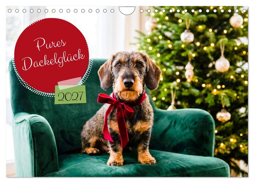 Pures Dackelglück (Wandkalender 2027 DIN A4 quer) CALVENDO Monatskalender