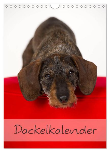 Dackel (Wandkalender 2027 DIN A4 hoch) CALVENDO Monatskalender