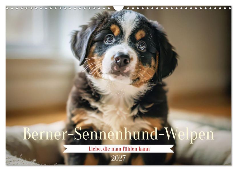 Berner-Sennenhund-Welpen (Wandkalender 2027 DIN A3 quer) CALVENDO Monatskalender