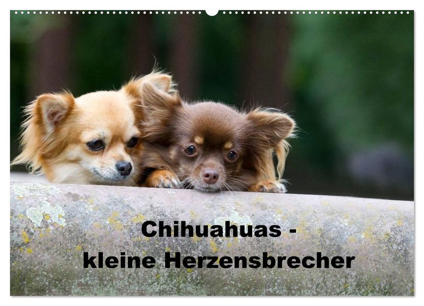Chihuahuas - kleine Herzensbrecher (Wandkalender 2027 DIN A2 quer) CALVENDO Monatskalender
