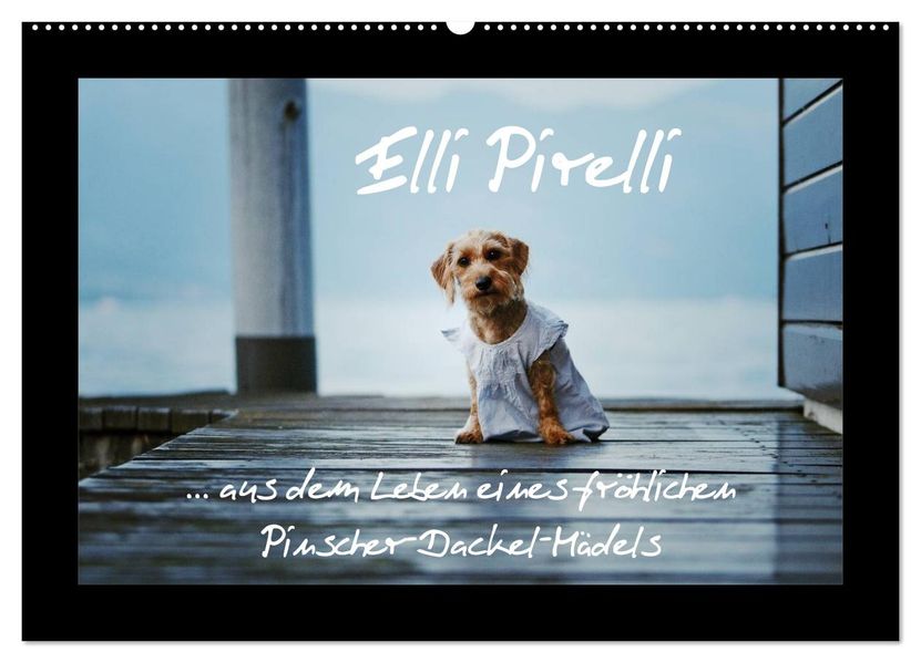 Elli Pirelli... aus dem Leben eines fröhlichen Pinscher-Dackel-Mädels (Wandkalender 2027 DIN A2 quer) CALVENDO Monatskalender