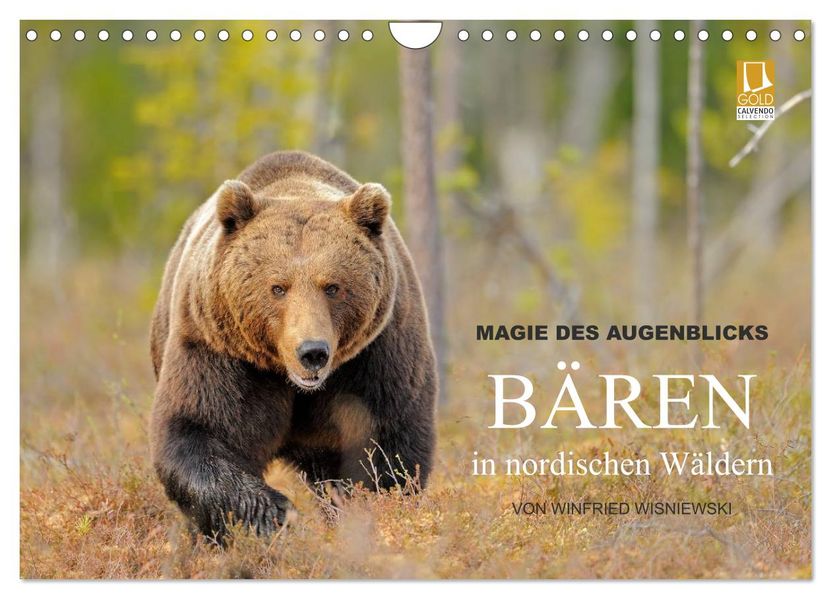 Magie des Augenblicks - Bären in nordischen Wäldern (Wandkalender 2027 DIN A4 quer) CALVENDO Monatskalender