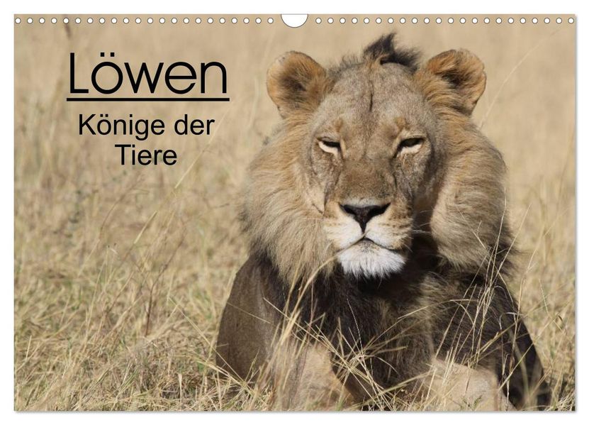 Löwen - Könige der Tiere (Wandkalender 2027 DIN A3 quer) CALVENDO Monatskalender