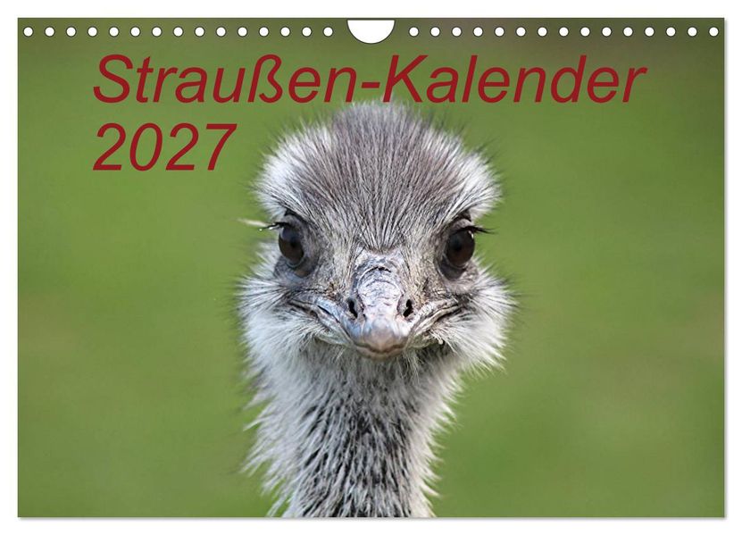 Straußen-Kalender 2027 (Wandkalender 2027 DIN A4 quer) CALVENDO Monatskalender
