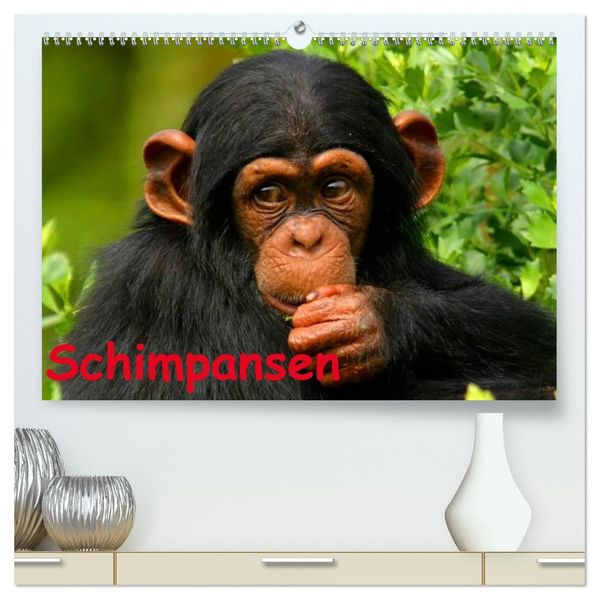 Schimpansen (hochwertiger Premium Wandkalender 2027 DIN A2 quer) Kunstdruck in Hochglanz