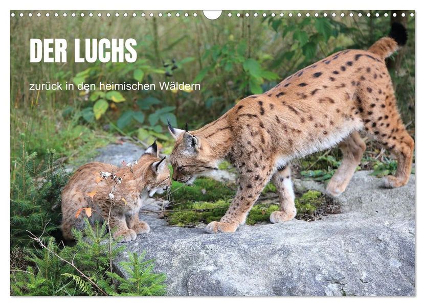 Der Luchs zurück in den heimischen Wäldern (Wandkalender 2027 DIN A3 quer) CALVENDO Monatskalender