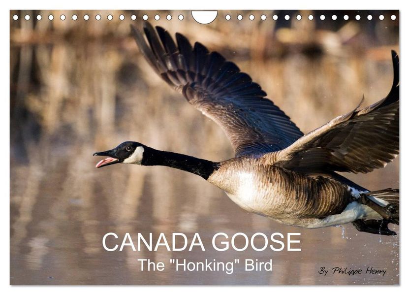 CANADA GOOSE / UK-Version (Wall Calendar 2027 DIN A4 landscape) CALVENDO 12 Month Wall Calendar