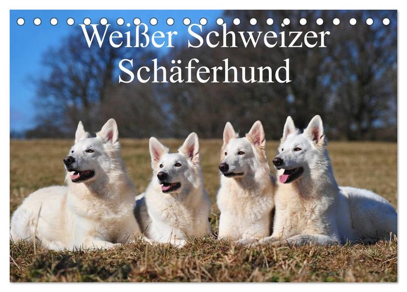 Weißer Schweizer Schäferhund (Tischkalender 2027 DIN A5 quer) CALVENDO Monatskalender