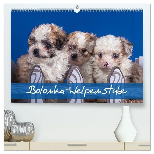 Bolonka Welpenstube (hochwertiger Premium Wandkalender 2027 DIN A2 quer) Kunstdruck in Hochglanz