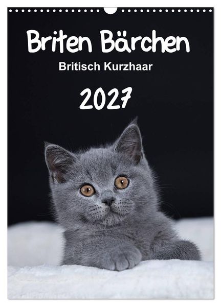 Briten Bärchen - Britisch Kurzhaar 2027 (Wandkalender 2027 DIN A3 hoch) CALVENDO Monatskalender