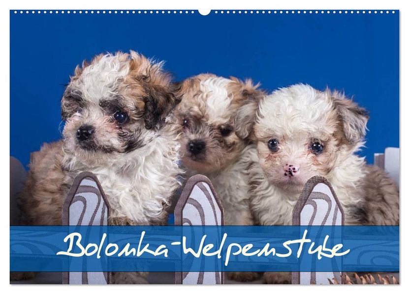 Bolonka Welpenstube (Wandkalender 2027 DIN A2 quer) CALVENDO Monatskalender