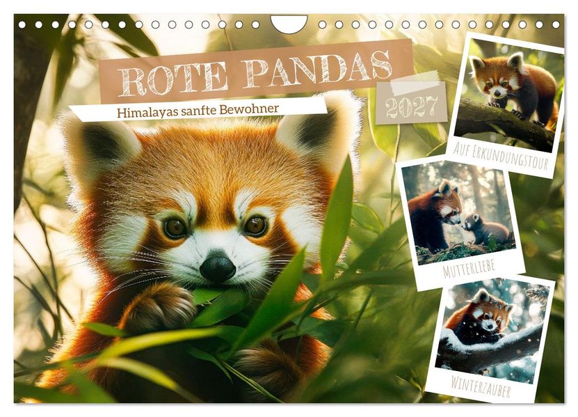 Rote Pandas - Himalayas sanfte Bewohner (Wandkalender 2027 DIN A4 quer) CALVENDO Monatskalender