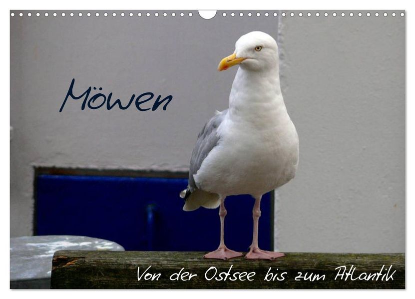 Möwen - Von der Ostsee bis zum Atlantik (Wandkalender 2027 DIN A3 quer) CALVENDO Monatskalender