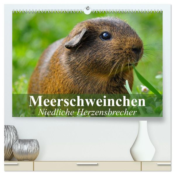 Meerschweinchen Niedliche Herzensbrecher (hochwertiger Premium Wandkalender 2027 DIN A2 quer) Kunstdruck in Hochglanz