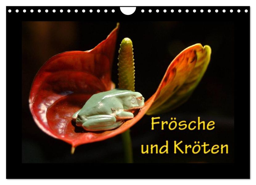 Frösche und Kröten (Wandkalender 2027 DIN A4 quer) CALVENDO Monatskalender