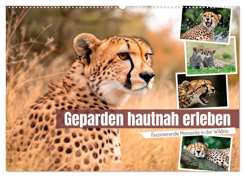 Geparden hautnah erleben (Wandkalender 2027 DIN A2 quer) CALVENDO Monatskalender