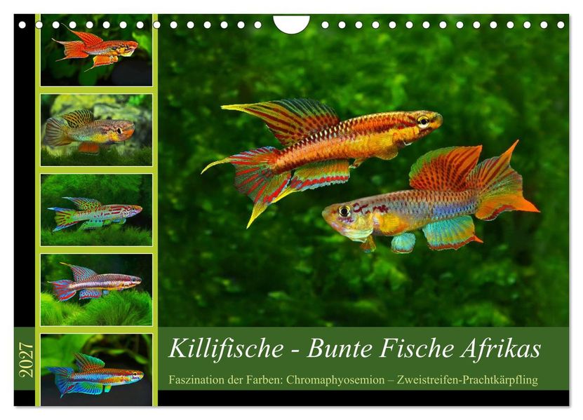 Killifische - Bunte Fische Afrikas (Wandkalender 2027 DIN A4 quer) CALVENDO Monatskalender