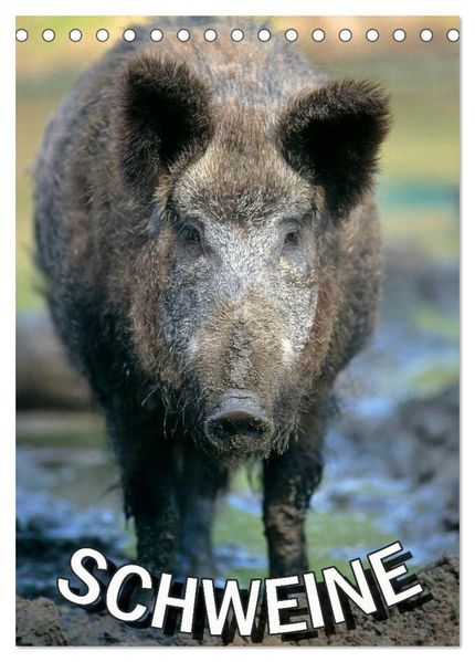 Schweine 2027 (Tischkalender 2027 DIN A5 hoch) CALVENDO Monatskalender