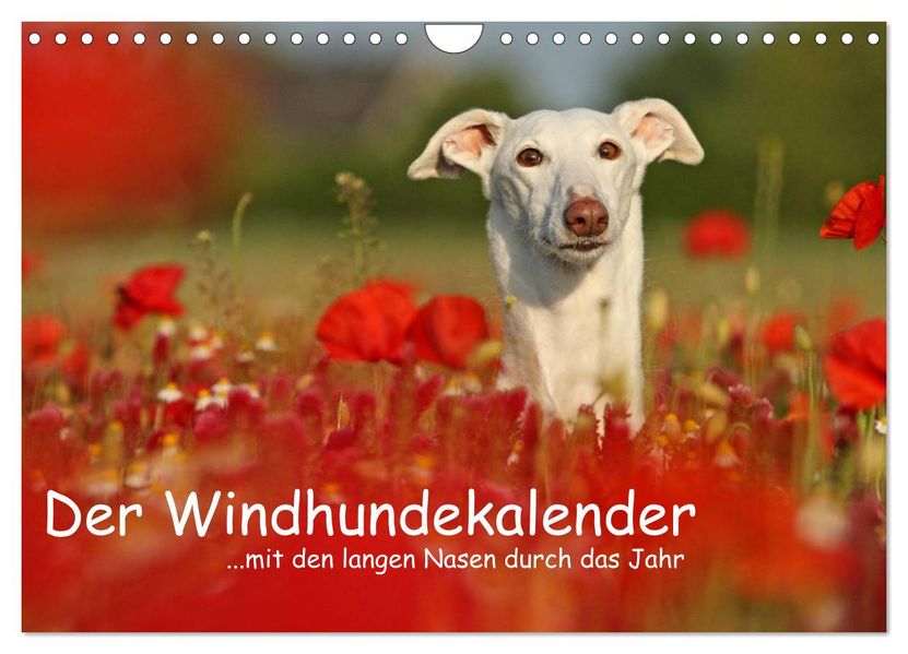 Der Windhundekalender (Wandkalender 2027 DIN A4 quer) CALVENDO Monatskalender
