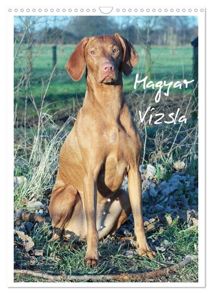 Magyar Vizsla (Wandkalender 2027 DIN A3 hoch) CALVENDO Monatskalender
