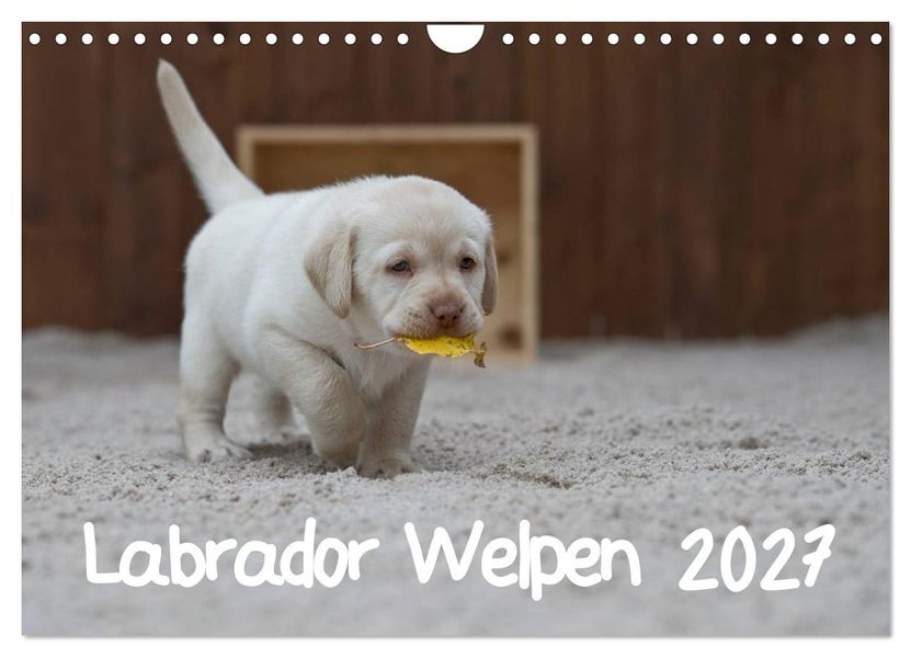 Labrador Welpen (Wandkalender 2027 DIN A4 quer) CALVENDO Monatskalender