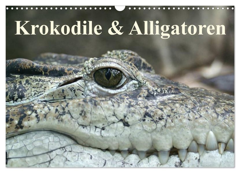 Krokodile & Alligatoren (Wandkalender 2027 DIN A3 quer) CALVENDO Monatskalender