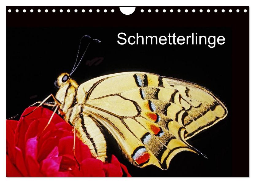 Schmetterlinge (Wandkalender 2027 DIN A4 quer) CALVENDO Monatskalender