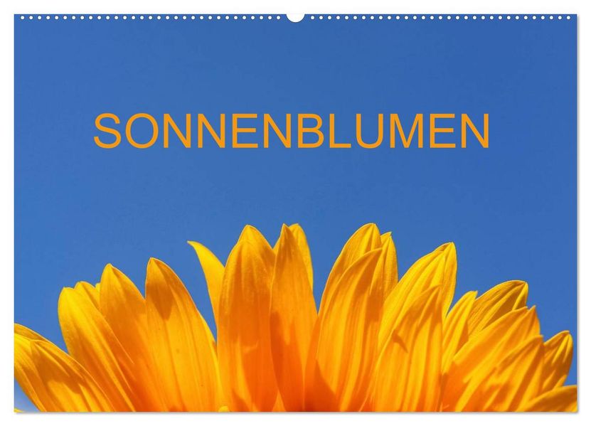 Sonnenblumen (Wandkalender 2027 DIN A2 quer) CALVENDO Monatskalender
