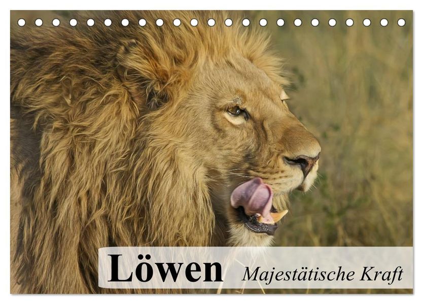 Löwen. Majestätische Kraft (Tischkalender 2027 DIN A5 quer) CALVENDO Monatskalender