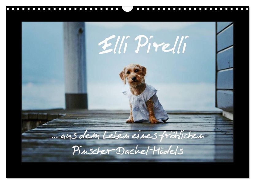 Elli Pirelli... aus dem Leben eines fröhlichen Pinscher-Dackel-Mädels (Wandkalender 2027 DIN A3 quer) CALVENDO Monatskalender