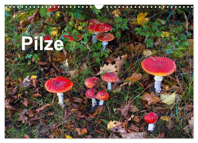 Pilze (Wandkalender 2027 DIN A3 quer) CALVENDO Monatskalender