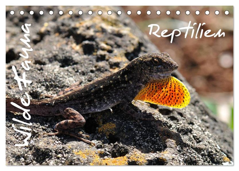 Wilde Fauna - Reptilien (Tischkalender 2027 DIN A5 quer) CALVENDO Monatskalender