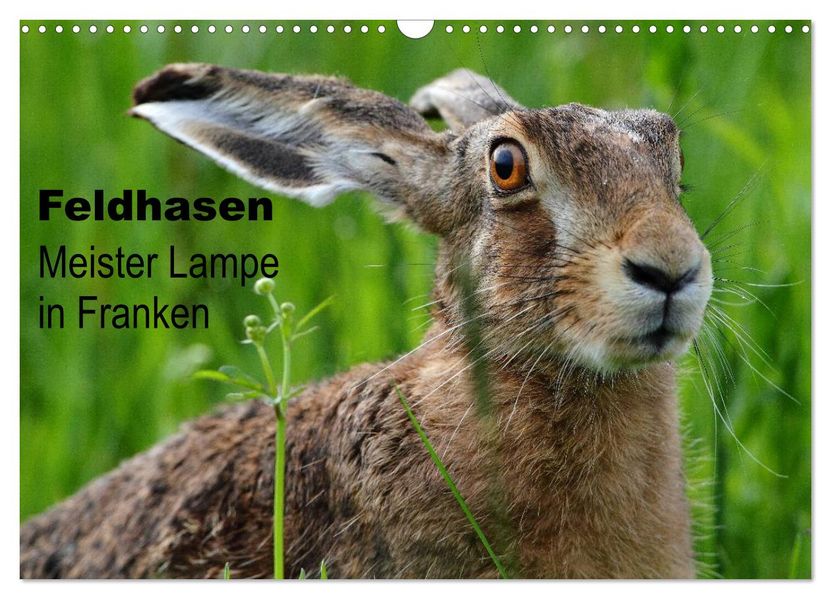 Feldhasen - Meister Lampe in Franken (Wandkalender 2027 DIN A3 quer) CALVENDO Monatskalender