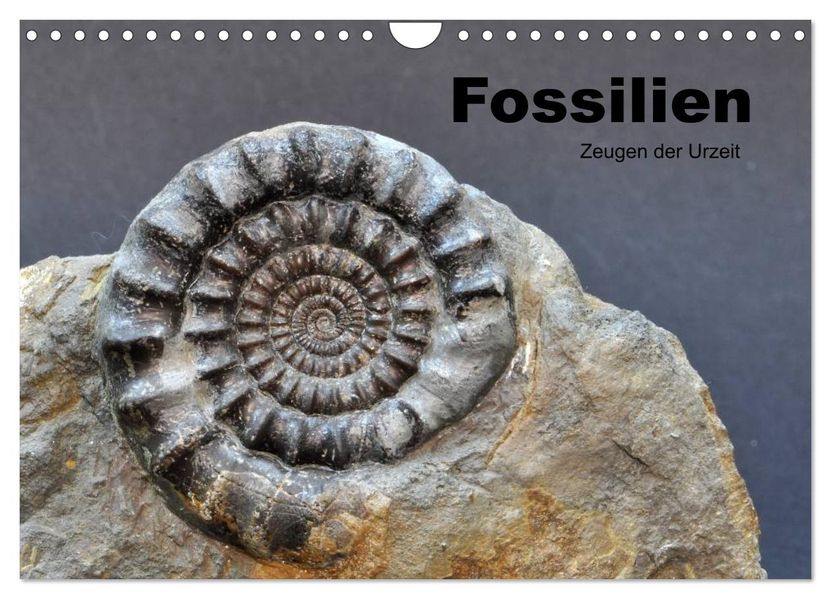 Fossilien - Zeugen der Urzeit (Wandkalender 2027 DIN A4 quer) CALVENDO Monatskalender