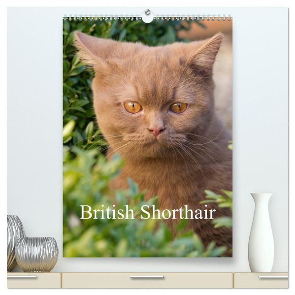 British Shorthair (High Quality Premium Wall Calendar 2027 DIN A2 portrait)CALVENDO 12 Month Wall Calendar