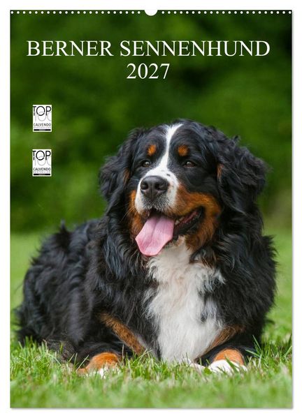 Berner Sennenhund 2027 (Wandkalender 2027 DIN A2 hoch) CALVENDO Monatskalender